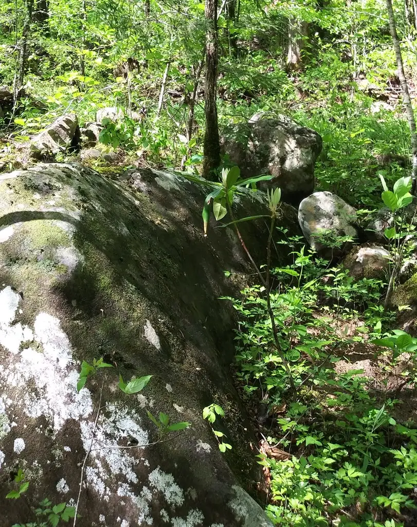 Lot 384 East Obey Lane, Wilder, TN 38589 - #3