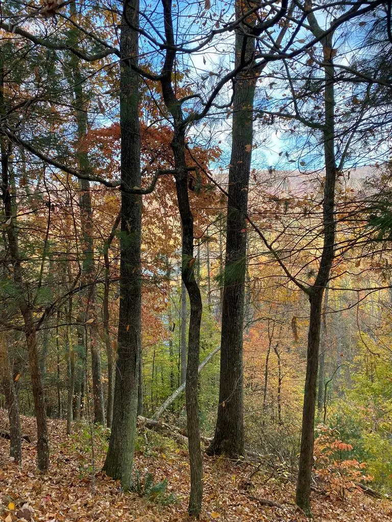 175 Canaan Rd, Butler, TN 37640 - #1