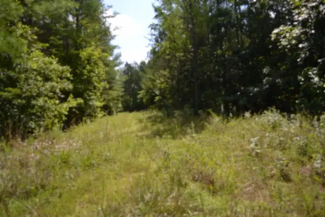 318 Rhodas Way Rd, Sunbright, TN 37872 - #3