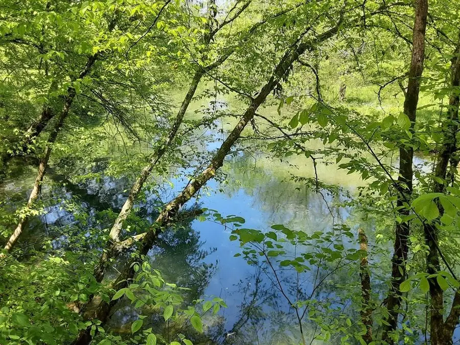 222 Cook Hollow Ln, Pleasant Shade, TN 37145 - #2