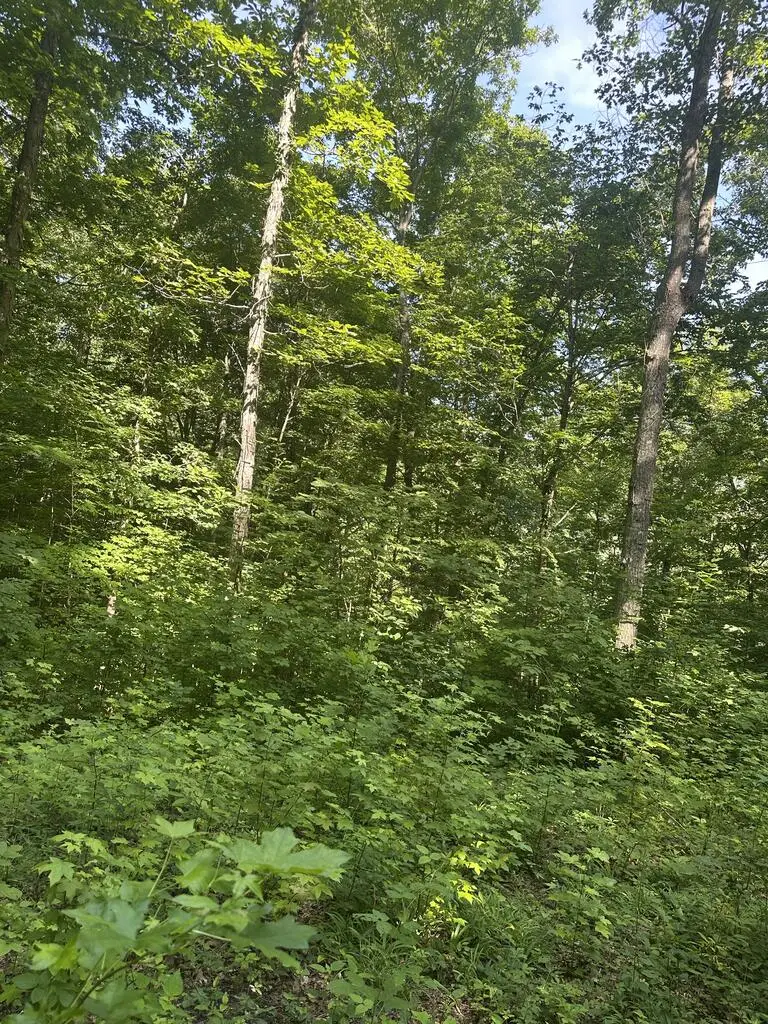 Lot 419 Grabber Lane, Wilder, TN 38589 - #2