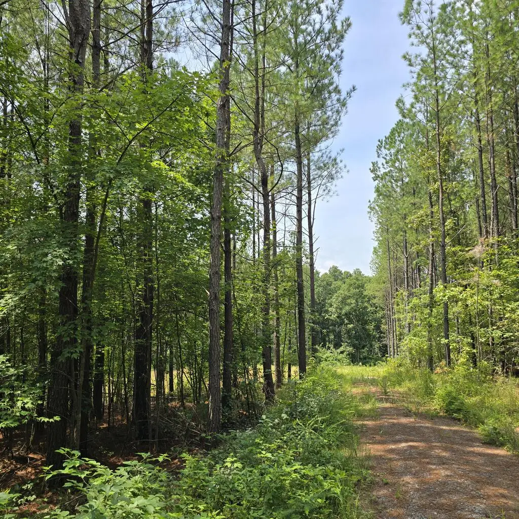 T23 L3 Sheep Ranch Road, Robbins, TN 377852 - #1