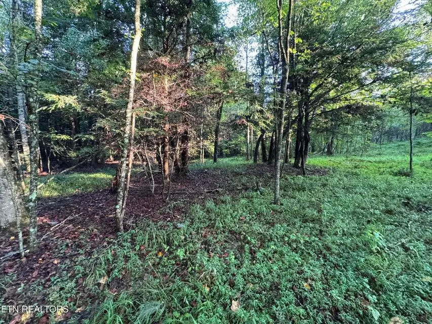 - Davis Rd, Deer Lodge, TN 37726 - #3