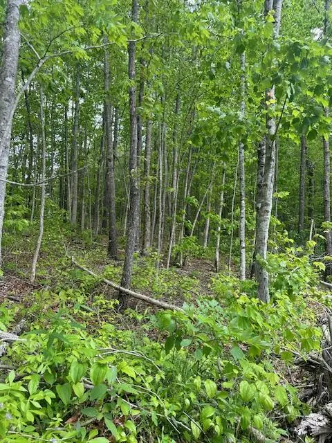 Lot 236 Veterans Lookout, Wilder, TN 38589 - #1