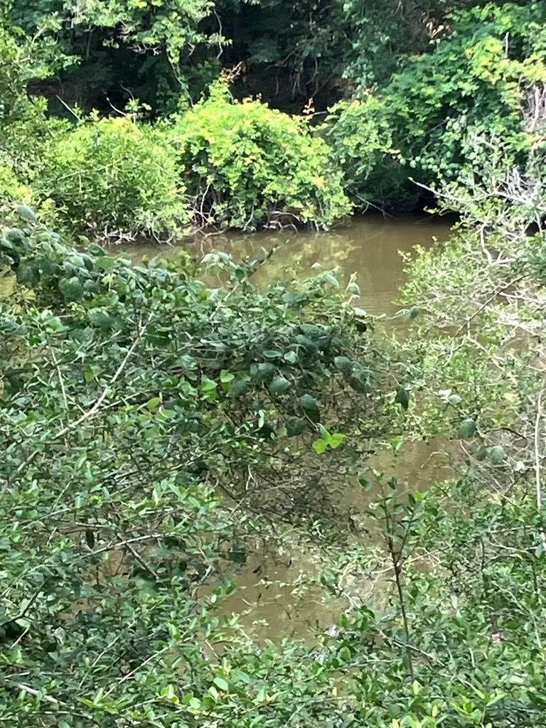 4 River Hollow Way, Blessing, TX 77419 - Image #3