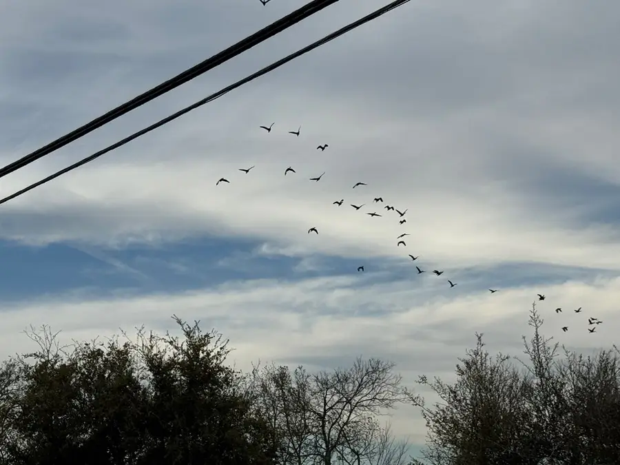 0 CR 46, Danbury, TX 77534 - #3