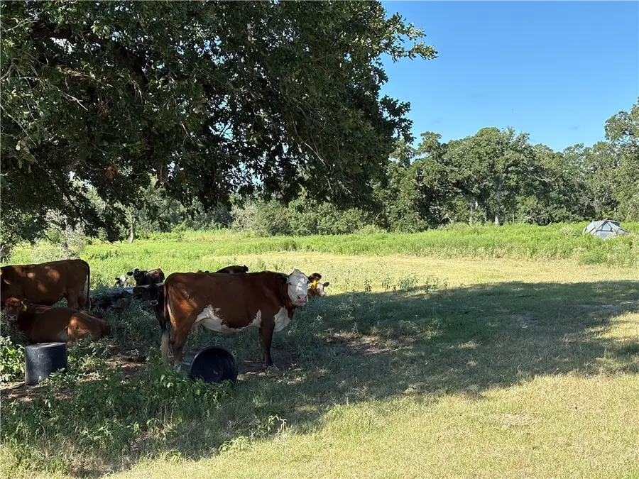 14393 County Road 228, Bedias, TX 77831 - Image #2