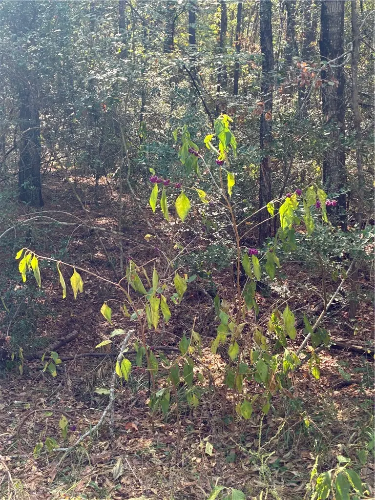 0 Hickory Hill Road W, Navasota, TX 77868 - Image #3