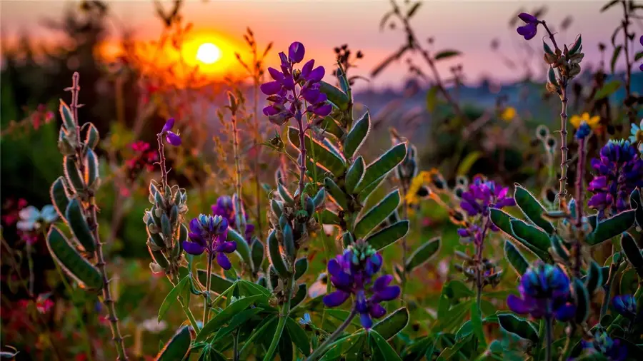 6423 Scenic View Trail, Bryan, TX 77808 - Image #2