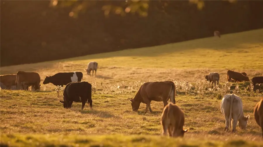 3501 Hunters Crossing Trail, Bryan, TX 77808 - #2