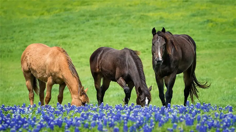 6532 Garhole View Lane, Bryan, TX 77808 - Image #3