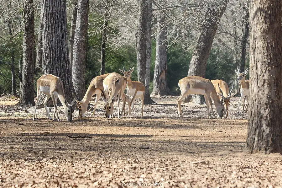 3190 Fm 1361, Somerville, TX 77879 - #3