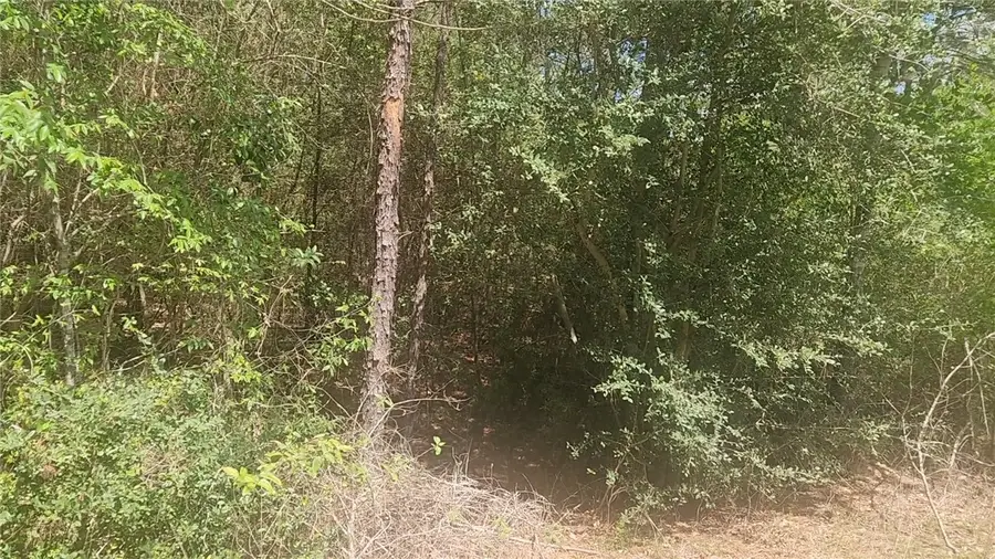 Lot 5 Tupelo Lane, Plantersville, TX 77363 - #2