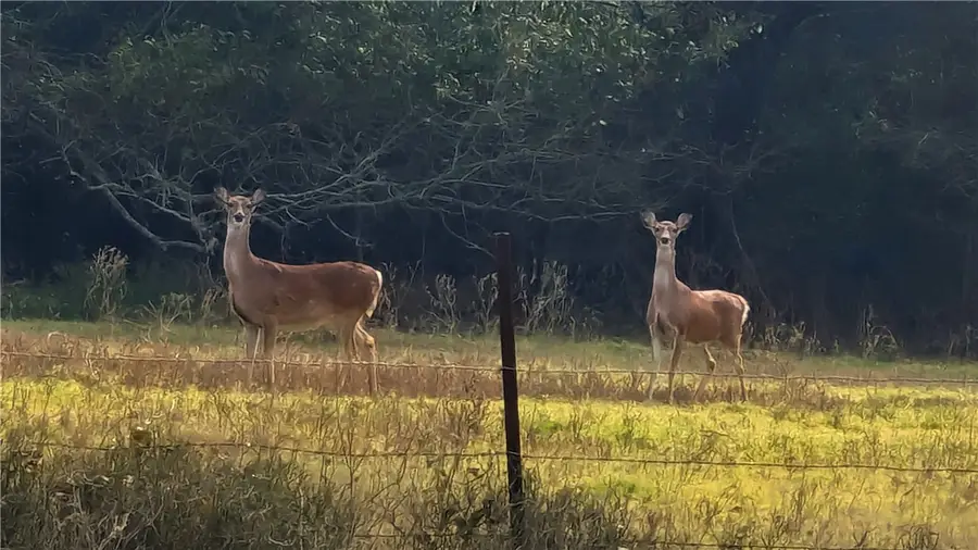 0000 Tract 3 River Ridge Rd, Hearne, TX 77859 - #2