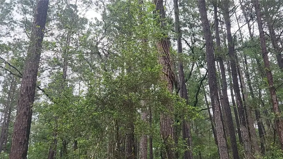 Lot 33 Gum Tree Lane, Plantersville, TX 77363 - #2