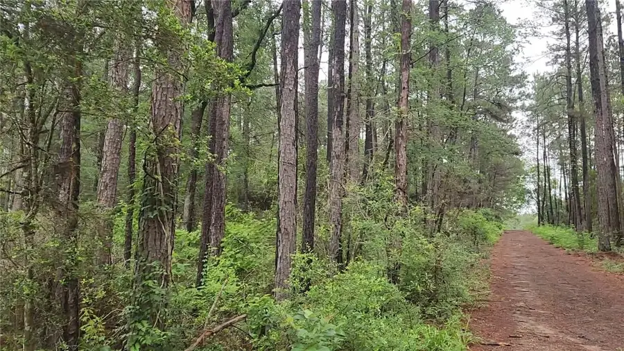 Lot 33 Gum Tree Lane, Plantersville, TX 77363 - #3