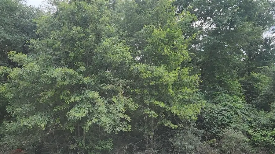 Lot 5 Tawnyberry Lane, Plantersville, TX 77363 - #3