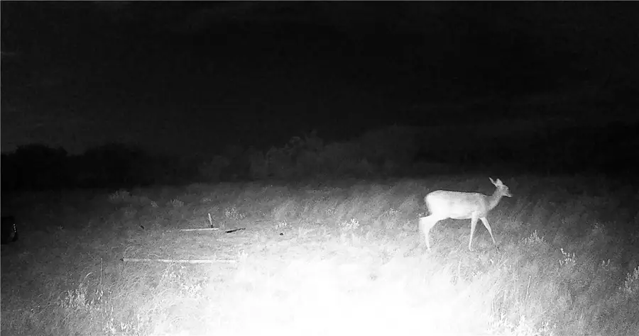 44 Ranch South Highway S, San Diego, TX 78384 - Image #2