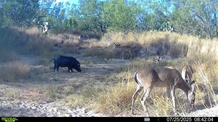 0 Cameron Lane, Fowlerton, TX 78021 - Image #3