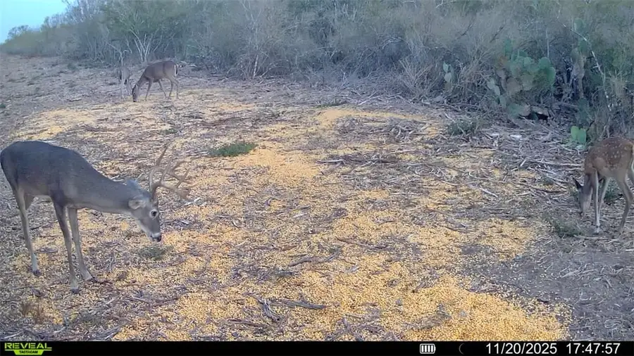 0 Cameron Ln, Fowlerton, TX 78021 - Image #3