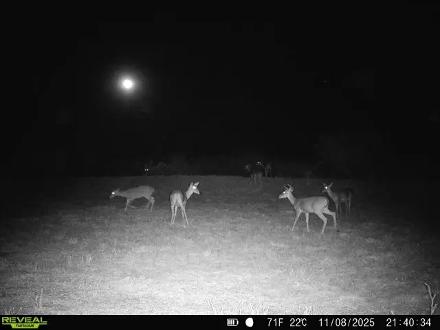 0 County Road 203, San Diego, TX 78344 - Image #2