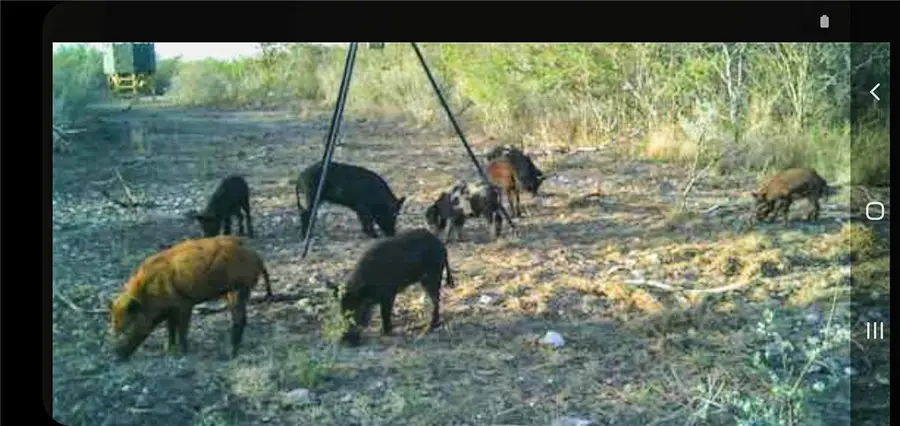 449 Double Eagle Road, George West, TX 78022 - #2