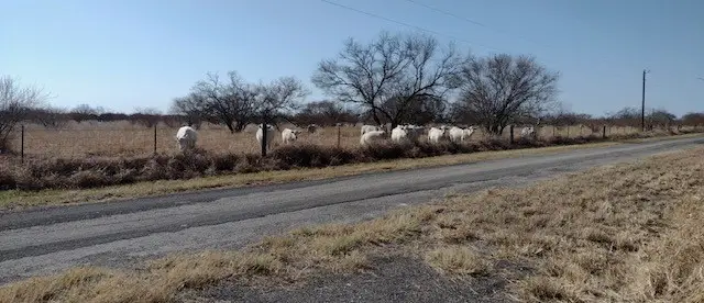 6267 County Road 523, Skidmore, TX 78389 - #3