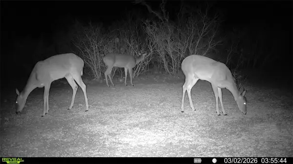 0 County Road 103, San Diego, TX 78334