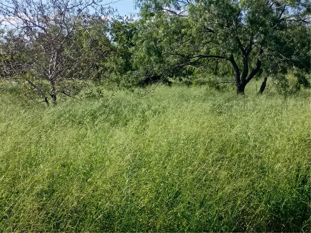 364 Deer Meadows Drive, Alice, TX 78332 - #1