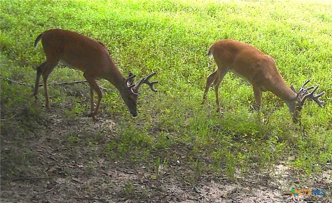 TBD3 County Road 19, Garwood, TX 77442 - Image #1