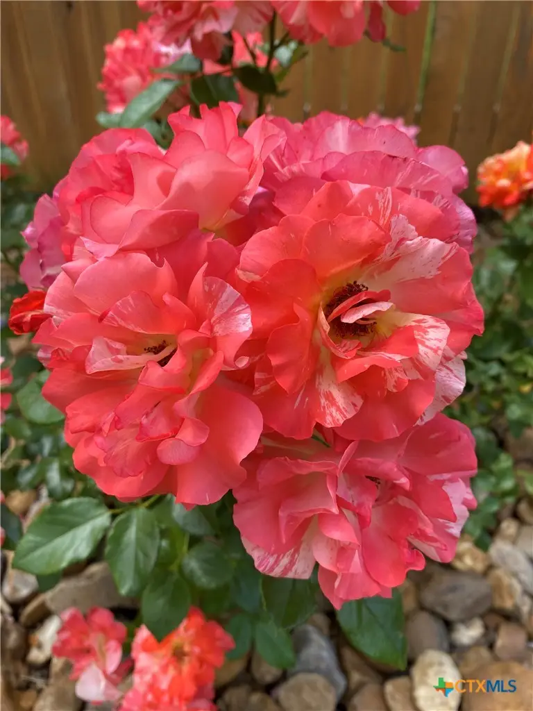 2931 Aller, New Braunfels, TX 78130 - Image #3