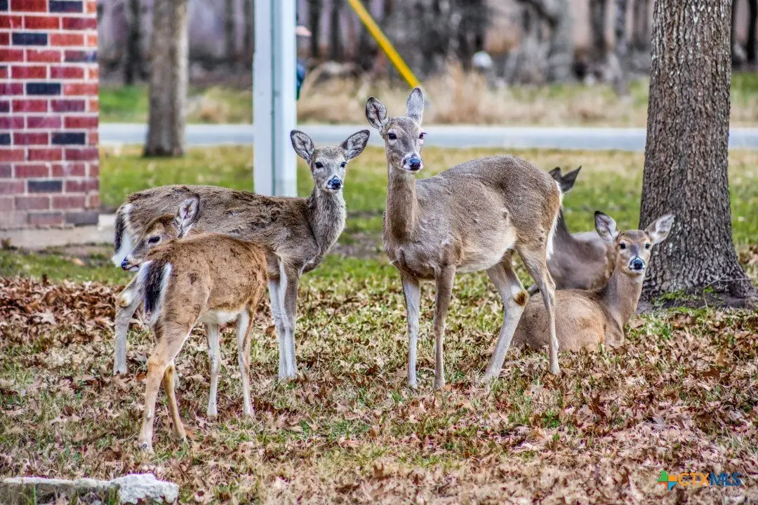 Lots 3 and 4 Walnut, Morgans Point Resort, TX 76513 - Image #1