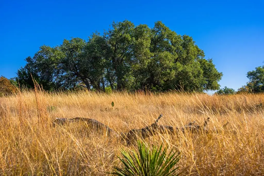 1357 Legacy Oaks Dr, Harper, TX 78631 - #1