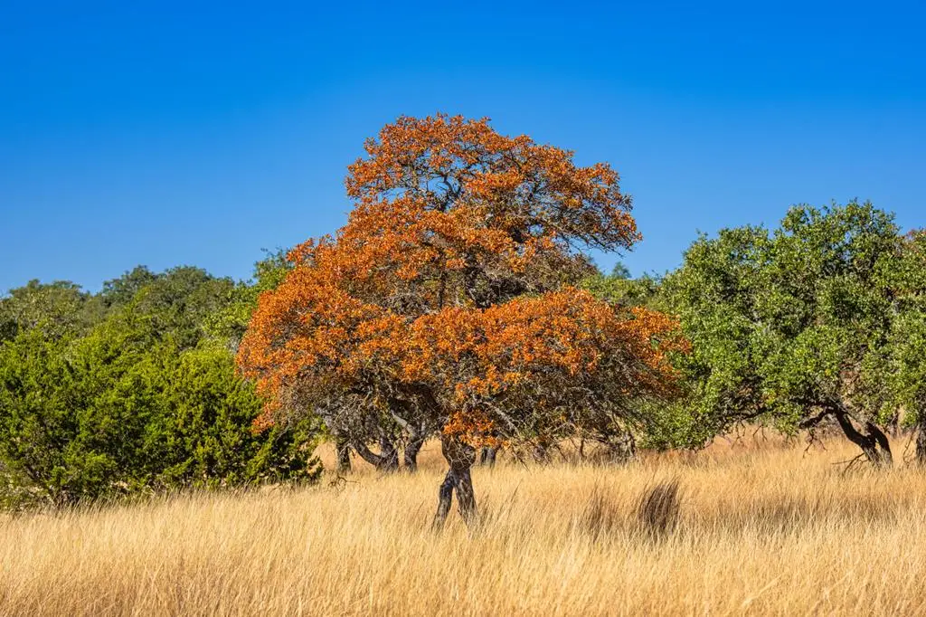 18 Legacy Oaks Dr, Harper, TX 78631 - #1