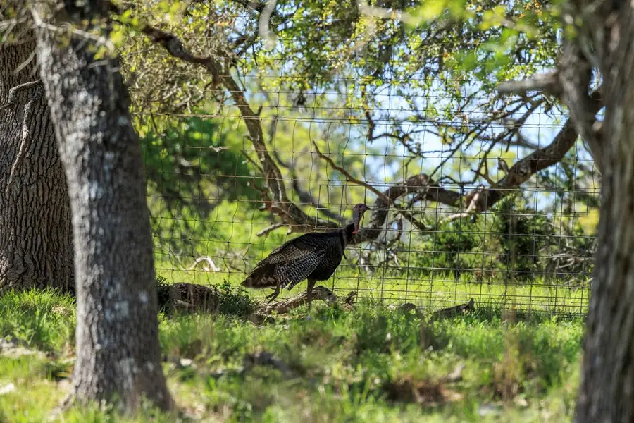 215 Dally Rd, Fredericksburg, TX 78624 - #3