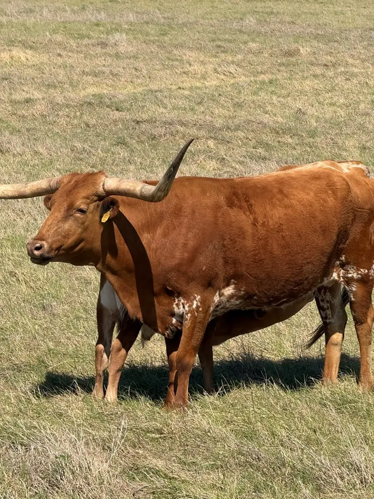 L28 Lipan Apache Run, Blanco, TX 78606 - #2