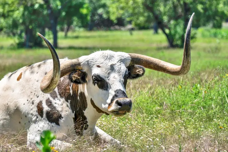 6334 E Ranch Rd 1631, Fredericksburg, TX 78624 - #3