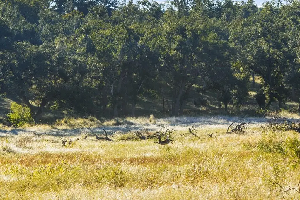 307 Gold-schaefer Rd, Fredericksburg, TX 78624 - #1