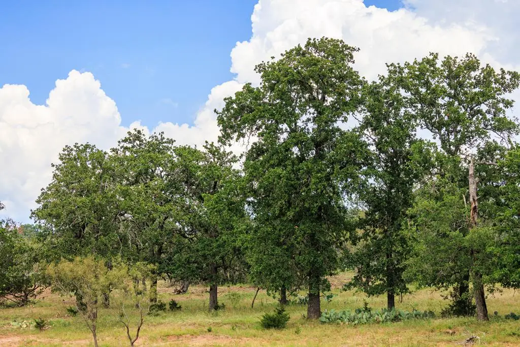 1050 Cain City Rd, Fredericksburg, TX 78624 - #1