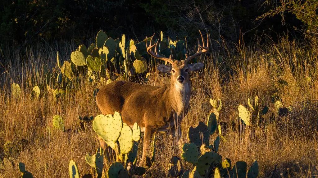 917 Bear Springs Rd, Mason, TX 76856 - Image #1