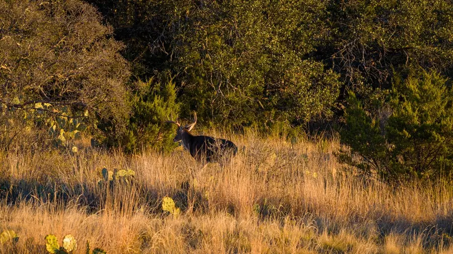 917 Bear Springs Rd, Mason, TX 76856 - Image #2