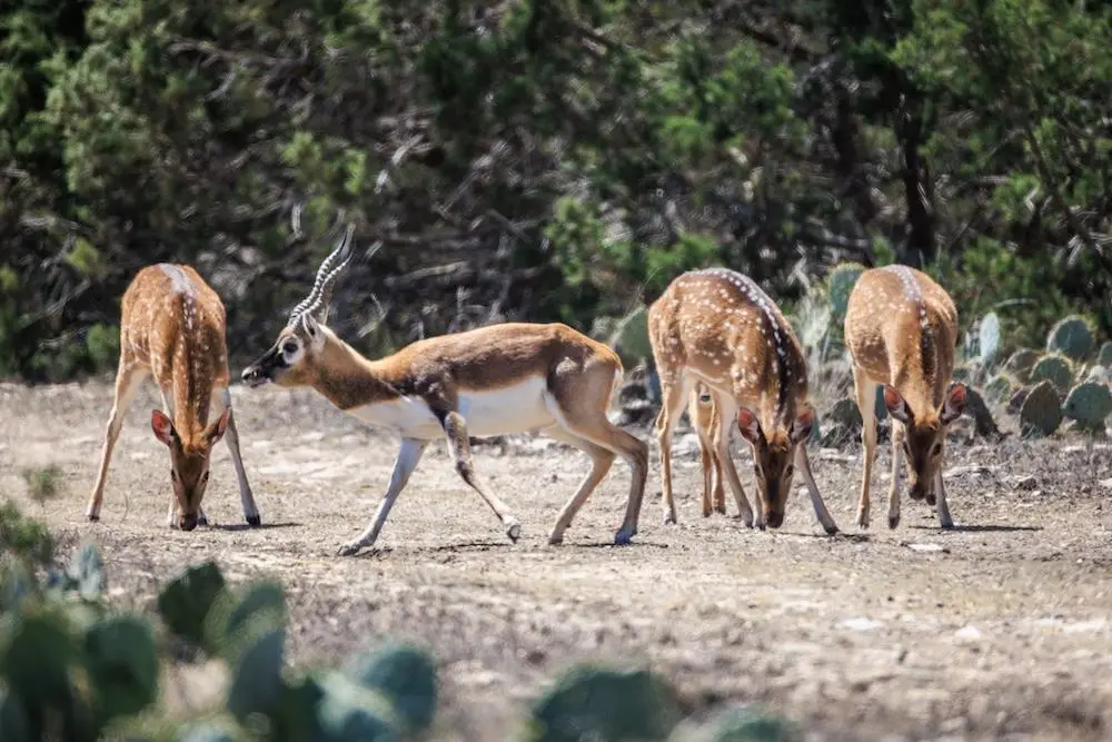 00 Hwy 377, Rocksprings, TX 78880 - Image #1