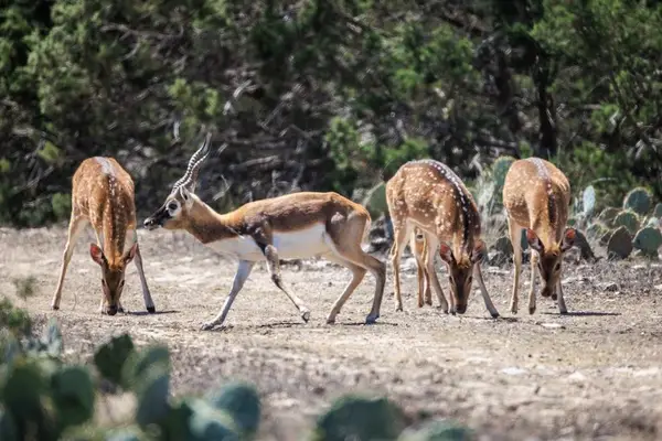 00 Hwy 377, Rocksprings, TX 78880