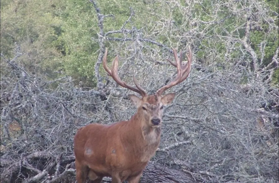 00 Hwy 377, Rocksprings, TX 78880 - Image #3