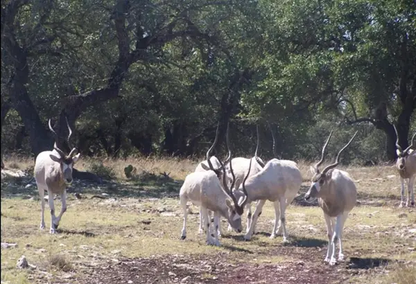 00 Hwy 41, Rocksprings, TX 78880