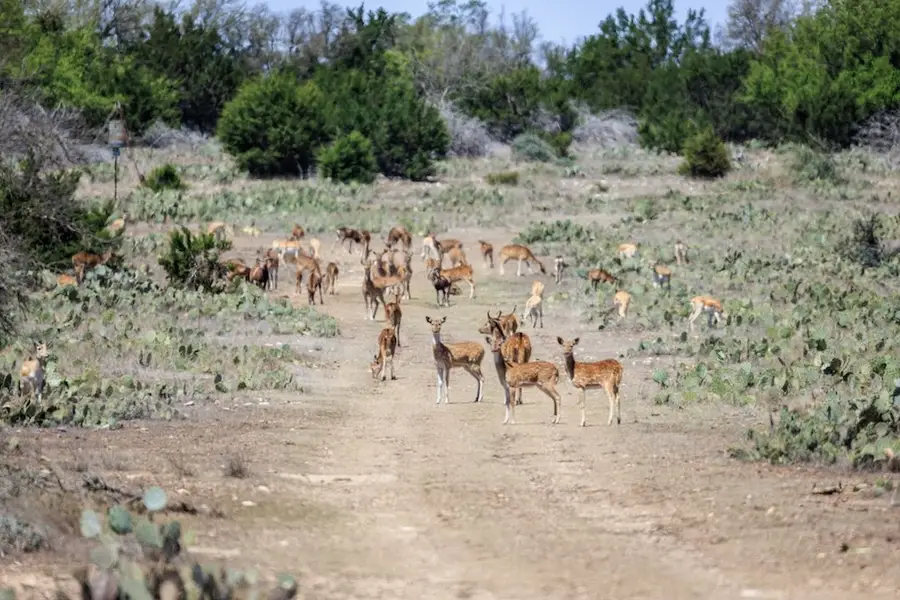 00 Hwy 41, Rocksprings, TX 78880 - Image #2