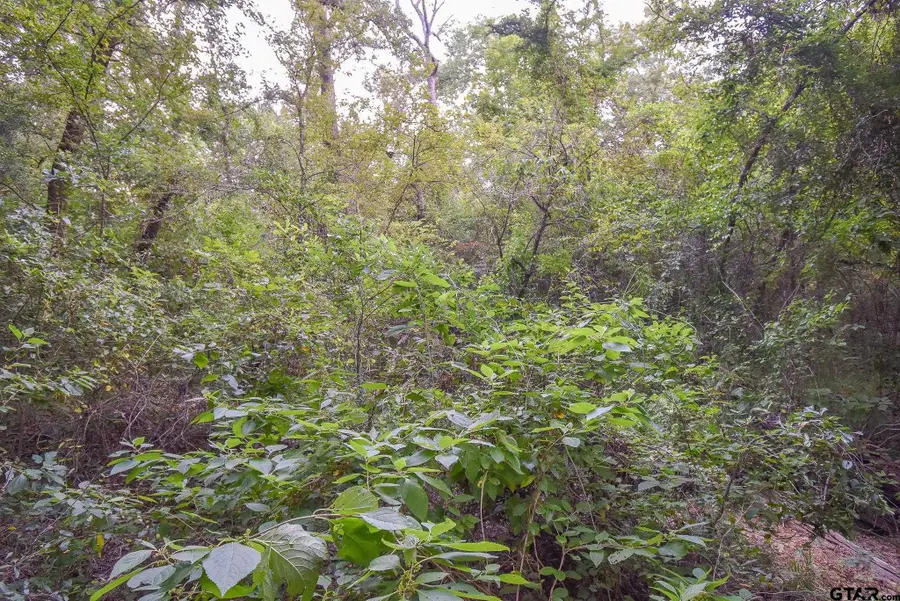 TBD VZ CR 1703, Grand Saline, TX 75140 - #2