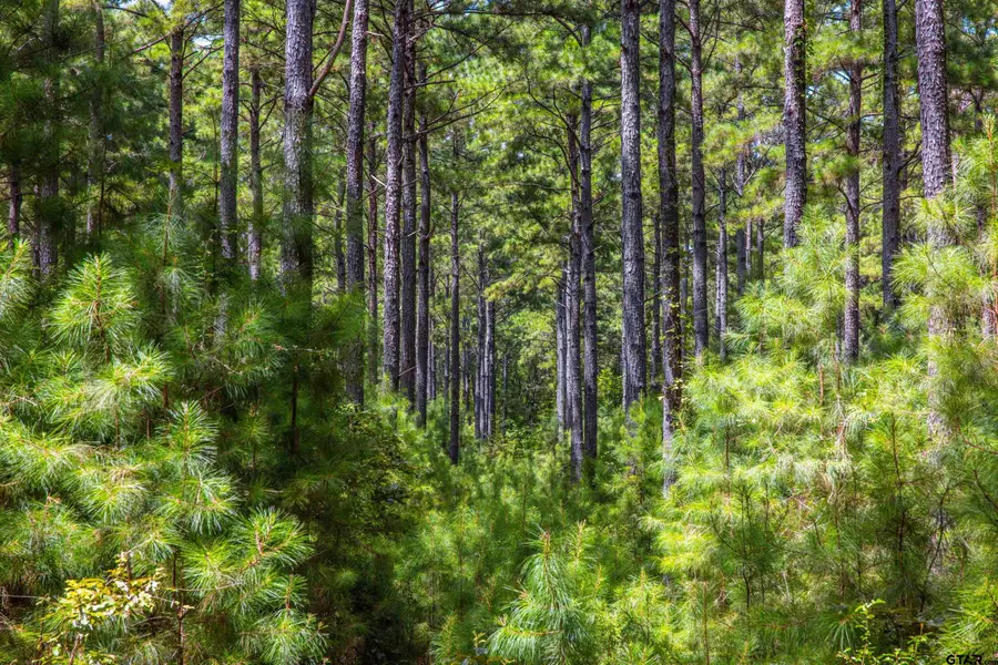 Tract 7 Cr 4221, Larue Poynor, TX 75763 - #2