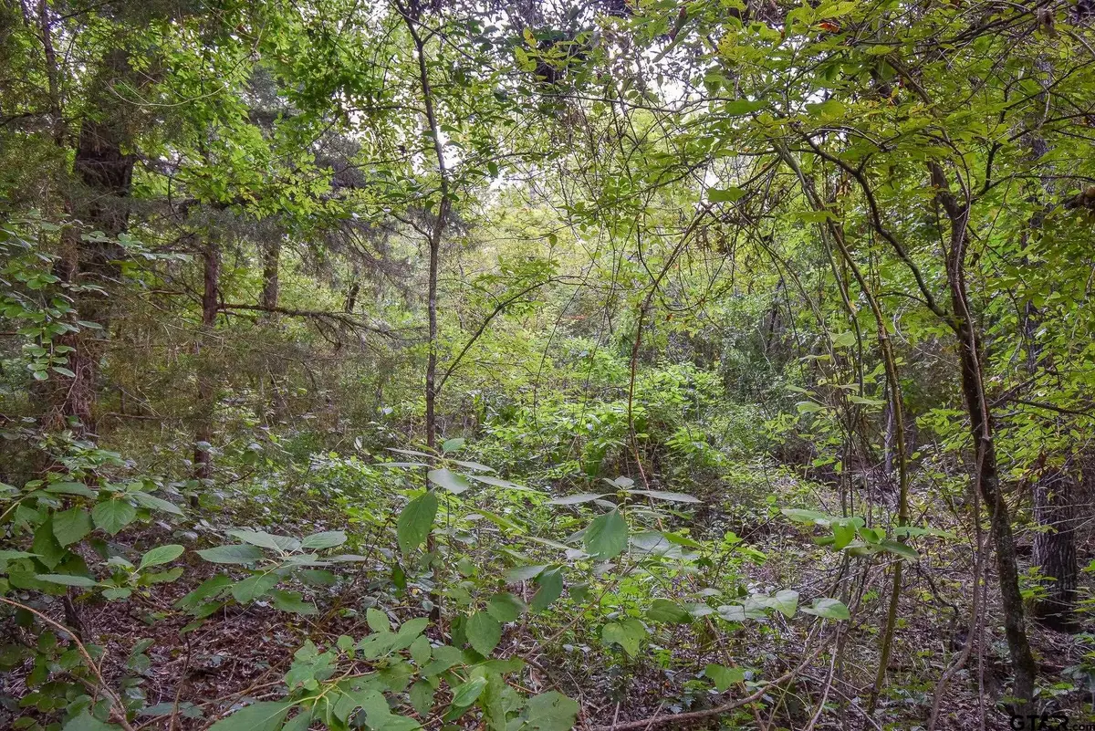 TBD Vz Cr 1703, Grand Saline, TX 75140 - #1