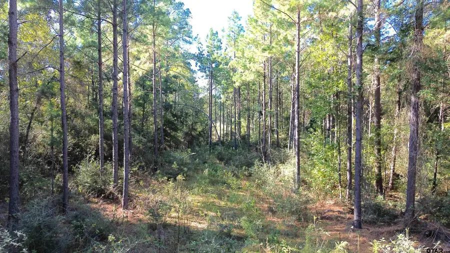TBD CR 2265, Grapeland, TX 75844 - Image #3